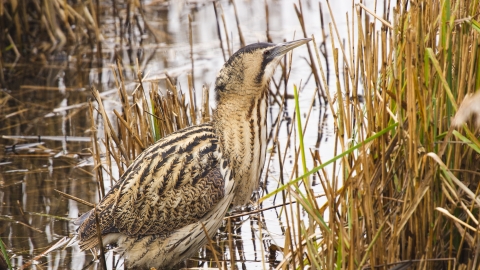 Bittern, Elliott Neep