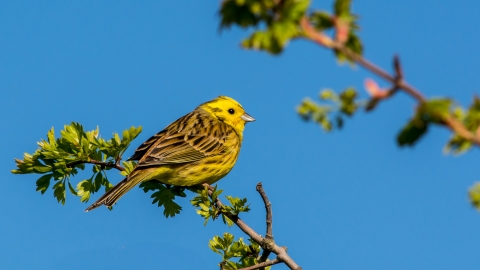 Yellowhammer, Richard Smith