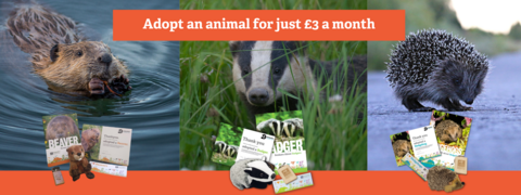 adopt an animal for £3 a month poster