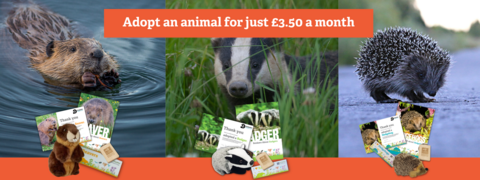 Adopt an animal for just £3.50 a month. Beaver, Badger and Hedgehog pictures and adoption packs shown