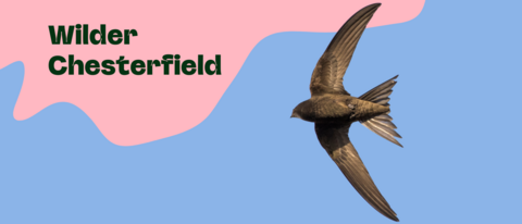 Wilder Chesterfield title with a swift flying