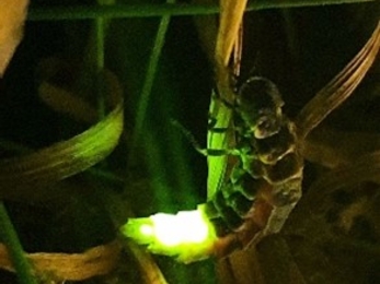 An image of a glow-worm