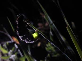 An image of a glow-worm