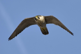 Peregrine falcon in flight