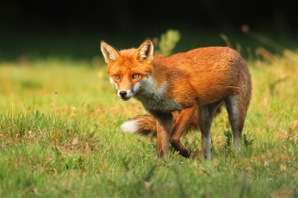 Red fox