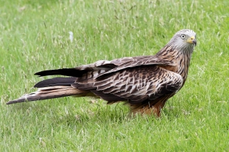 Birds Of Prey Derbyshire Wildlife Trust