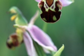 Bee orchid, Mark Hamblin