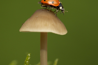Ladybird on fungi, Paul Hobson