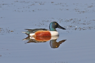 Shoveler