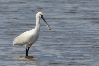 European Spoonbill