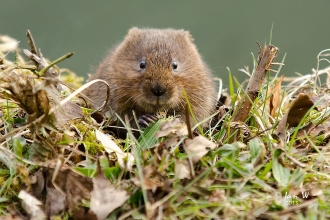 Water vole, Cromford Canal, Ian Wilson