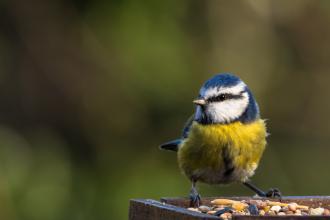 Blue tit, Sharon Dale via Flickr