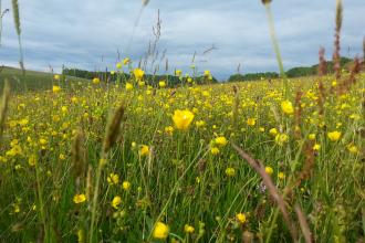 Hartington Meadows, Kaite Helps 