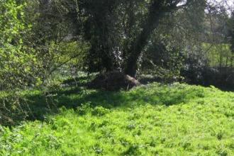 Risley Glebe, Derbyshire Wildlife Trust