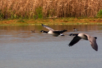 Canada geese by Ian Rose