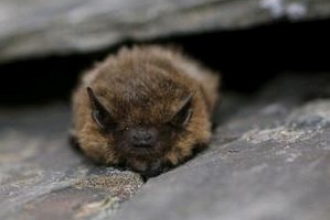 Common pipistrelle by Tom Marshall