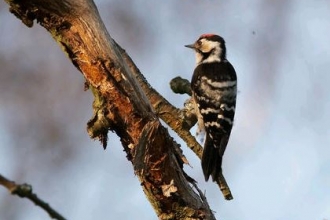Lesser spotted woodpecker by Stefan Johansson