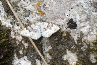 Silver ground carpet moth by Nigel R