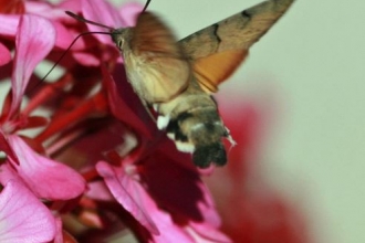 Hummingbird Hawk Moth by Vicky Nall
