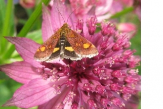 Mint moth by Sue Crookes