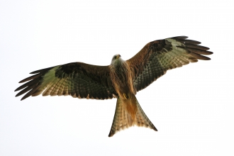 Red Kite, John Hawkins, Surrey Hills Photography