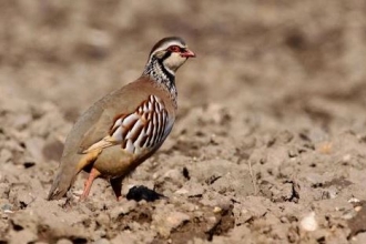 Red legged partridge by Margaret Holland