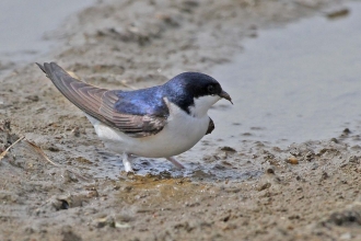 House martin by Margaret Holland