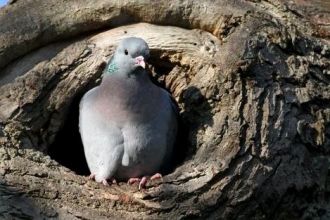 Stock dove by Margaret Holland
