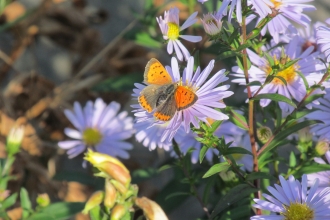 Small Copper on Michaelmas Daisies by Brian Cuttell