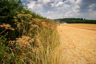 Guy Tucker field margin (c) Matthew Roberts