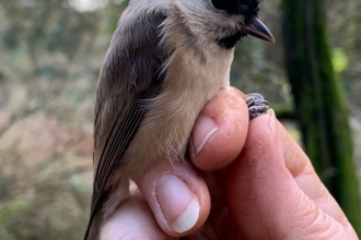 Marsh tit by Eleanor Wilkins