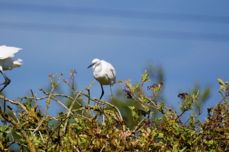 Little Egrets by Andy Jamieson