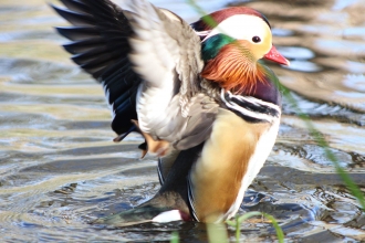 Madarin duck by Aysha Arisoy 