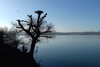 carsington osprey platform