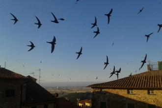 Swifts