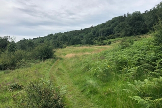 Thornhill Carr Nature Reserve