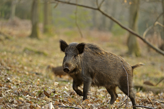 Wild boar