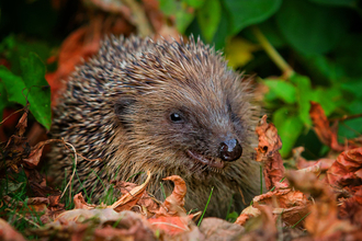 hedgehog