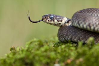 Grass Snake