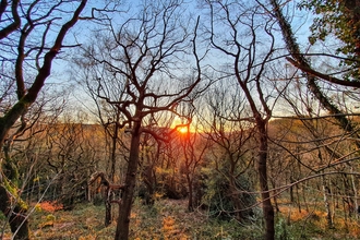 Crich Woodlands