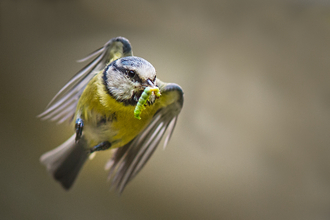 blue tit