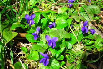 Sweet violet