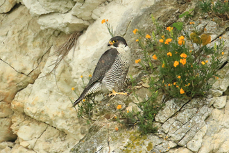 Peregrine