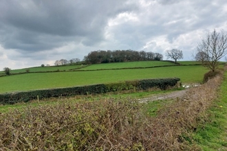 hedges and grass farmland