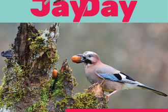 Photo of a Jay bird sat on a tree trunk with a nut in its beak