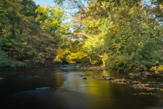 a river with overhanging trees and sunlight breaking through