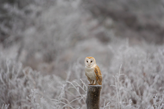 Barn owl