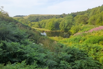 a view of a valley with trees and bracken and a pond at the bottom