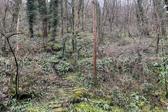 View up into Slinter woods 