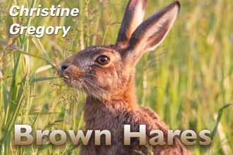 An image of a brown hare